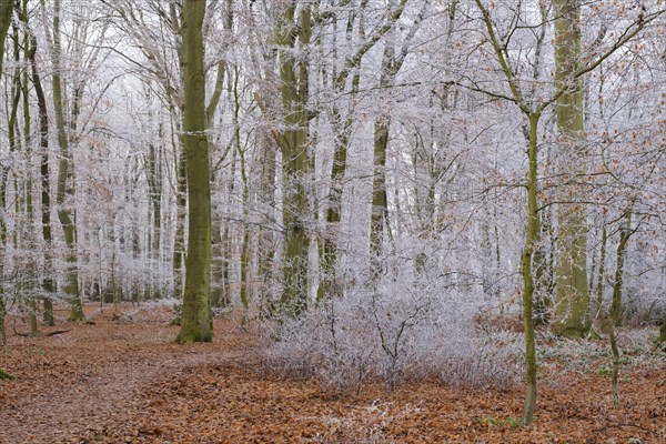 Path through deciduous forest with hoarfrost