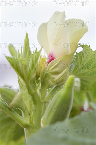 Blooming okra plant in garden