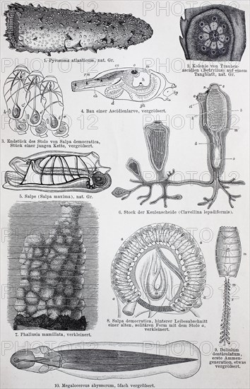 Historisches Bild verschiedener Manteltiere