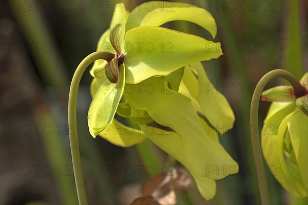 Yellow flower of a pale tube plant