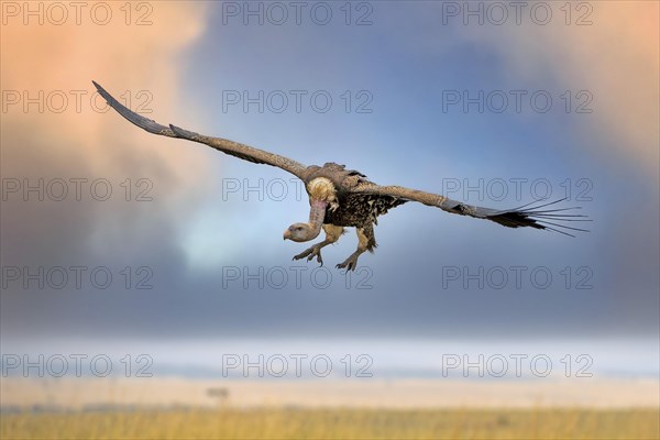 Rueppell's vulture