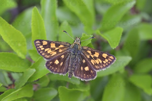 Chequered skipper