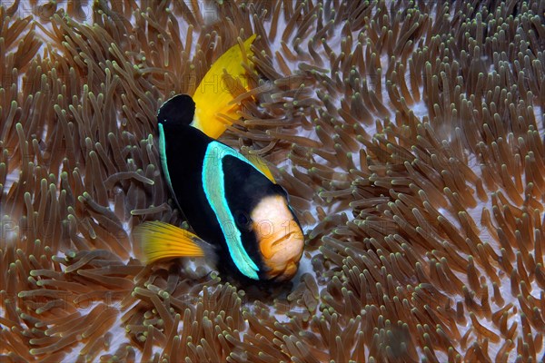 Clark's anemonefish