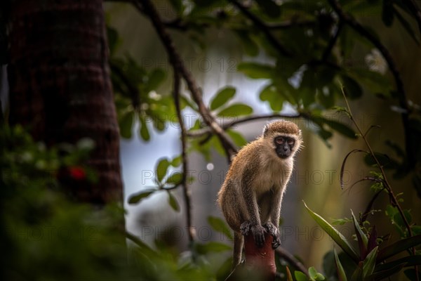 Vervet monkey