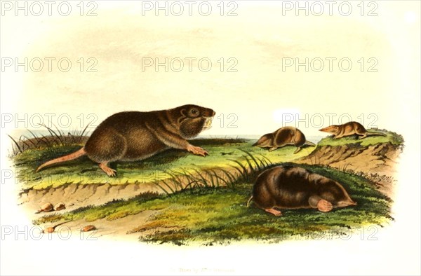 Southern gopher