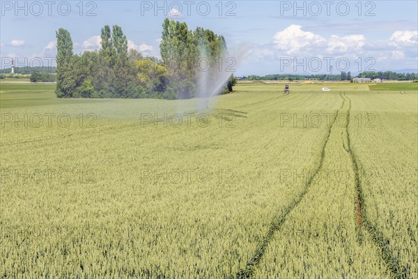 Wheat field in spring in plain. Alsace