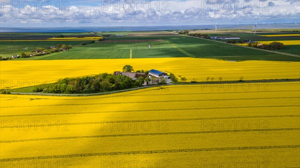 Rape field in bloom on the Nordstrand peninsula