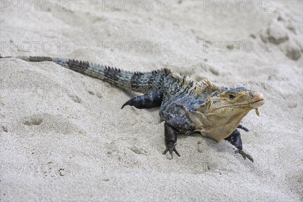 Male black spiny-tailed iguana