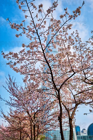 Blooming sakura cherry blossom branch with skyscraper building in background in spring