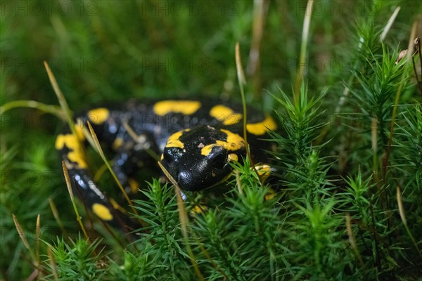 Feuersalamander