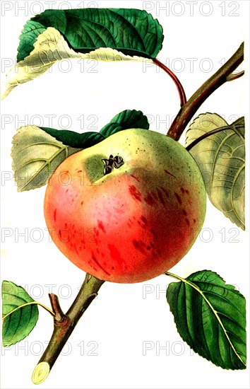 Apfel