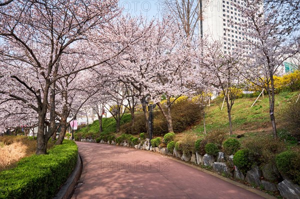 Blooming sakura cherry blossom alley in park in spring