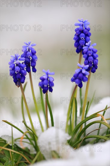 Grape hyacinth