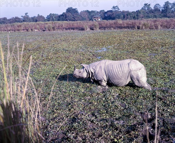 Indian Rhinoceros