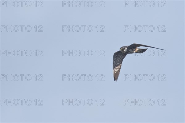 Eurasian Hobby