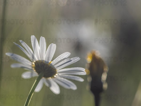 Marguerite