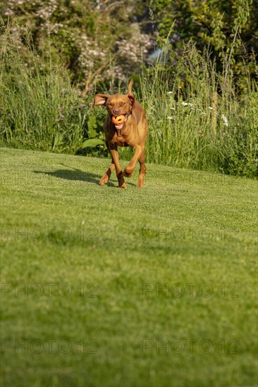 Young Vizsla male