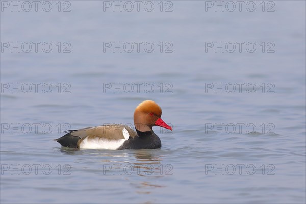 Red-crested Pochard