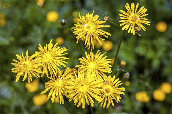 Rough hawksbeard