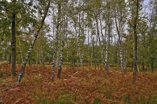 Warty birch