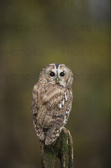 Tawny owl