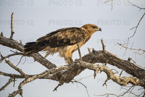 A tawny eagle