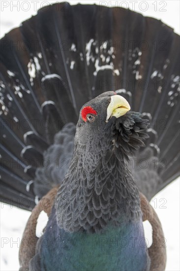 Western capercaillie