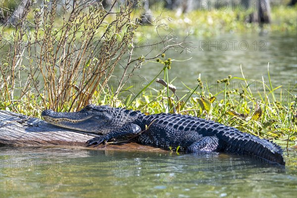 American alligator