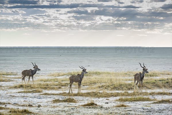 Greater kudu