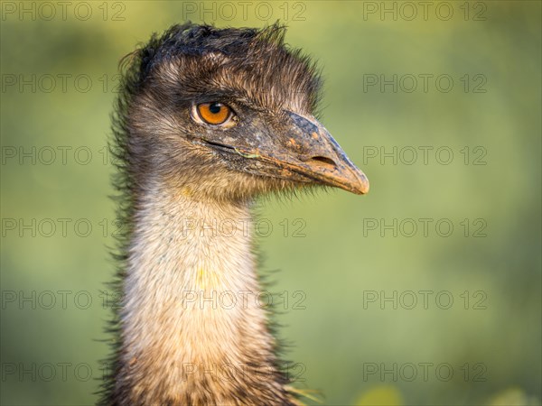 Grosser Emu