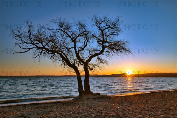 Blattloser Baum an einem Sandstrand am Murtensee bei Sonnenaufgang