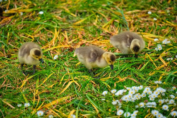 Canada goose goslings on grass