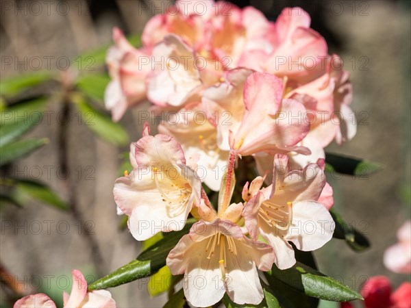 Rhododendrons