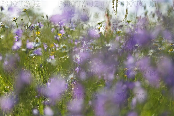 Blur experiment on a flowering meadow in summer