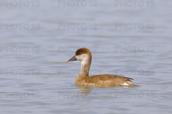 Red-crested Pochard