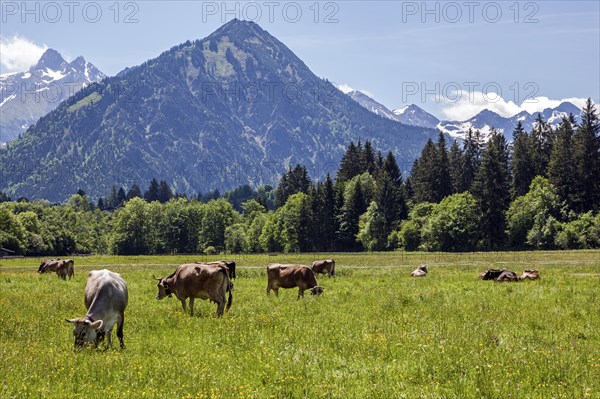 Cows in the pasture near Oberstdorf