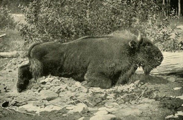 European bison