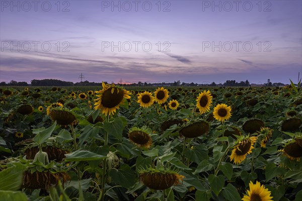 View over a sunflower field