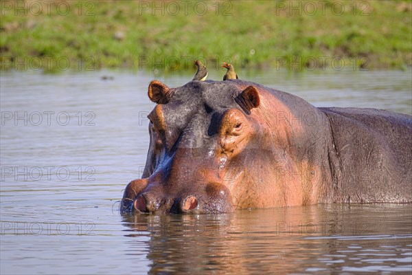 Hippo