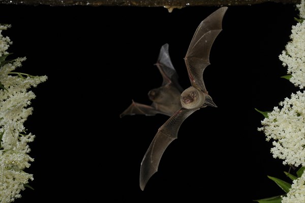 Common bent-wing bat