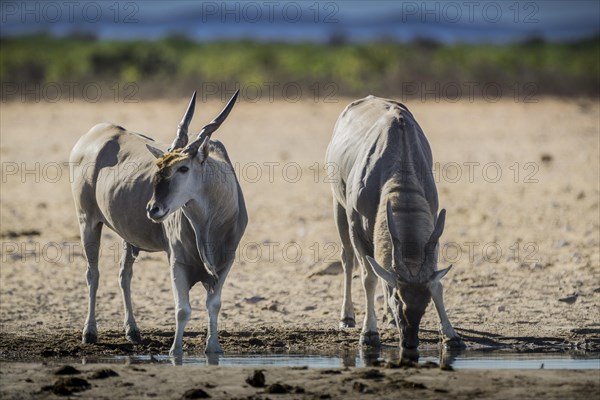 Common eland