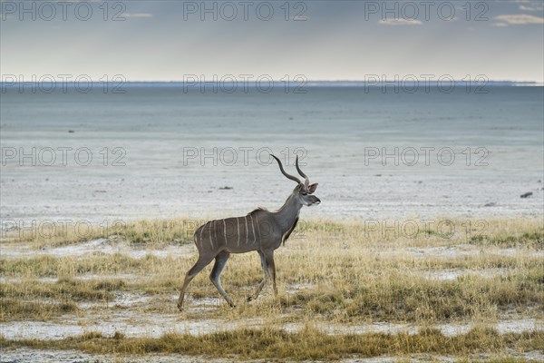 Greater kudu