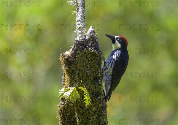 Golden-naped woodpecker