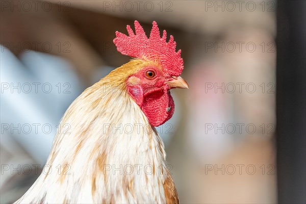 Portrait of a Rooster in a farmyard. Educational Farm