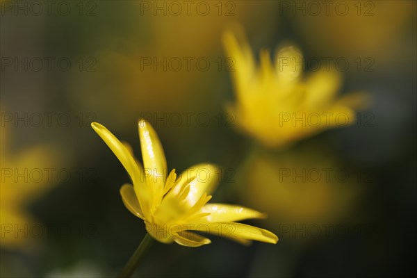 Lesser celandine