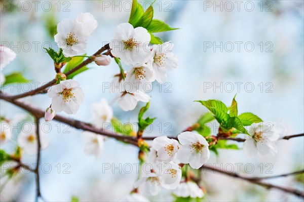 Blooming sakura cherry blossom close up background in spring