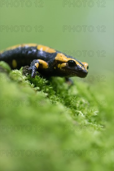 Feuersalamander