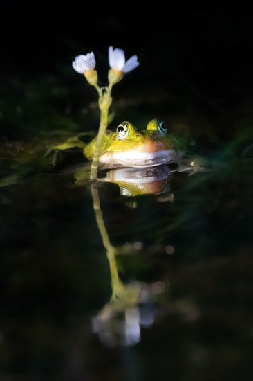 Kleiner Wasserfrosch