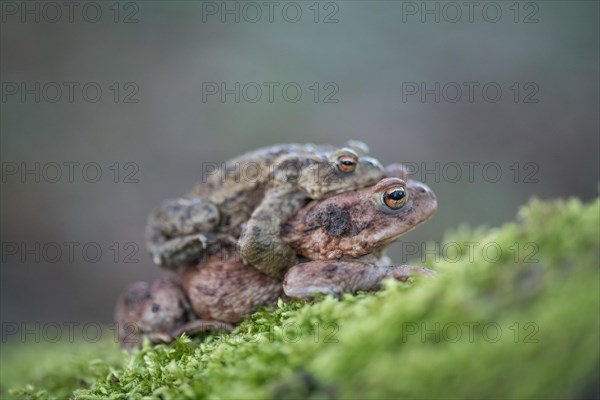 Common toad