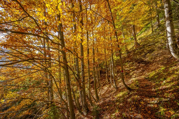 Deciduous forest in autumn